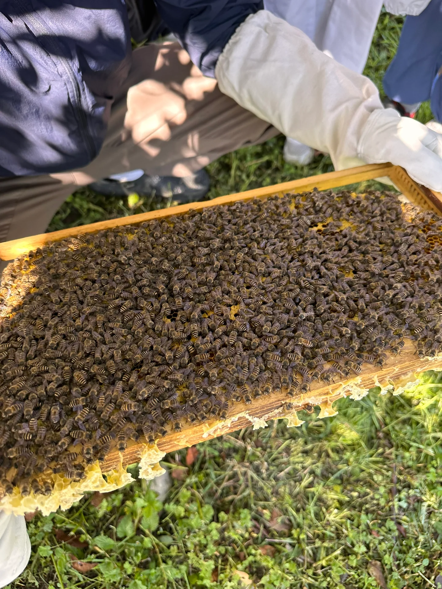 大理农场🌈万物生农场里的蜜蜂科普课