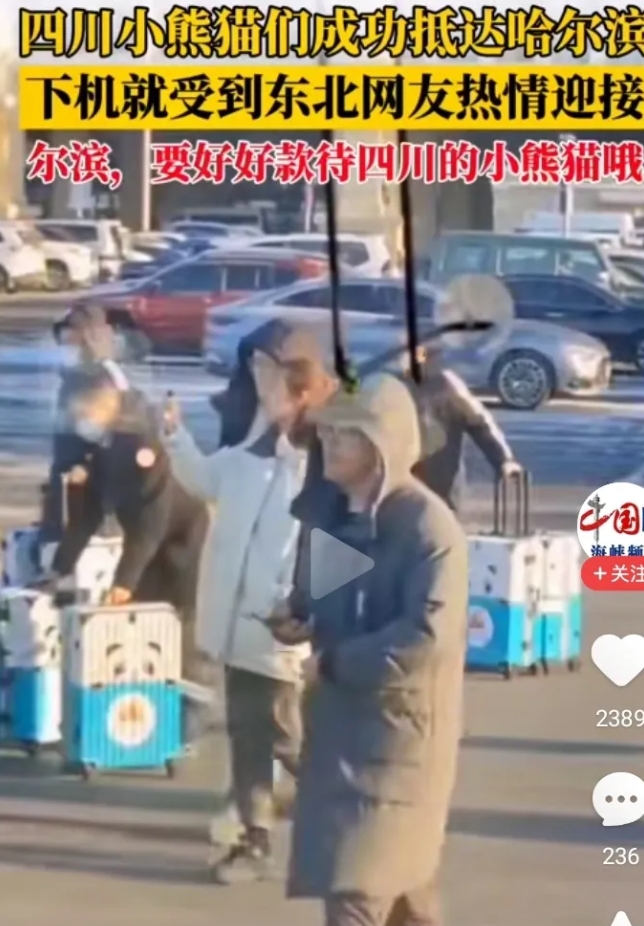 
四川的网友坐不住了，小熊猫到了哈尔滨没有得到民间更多的照顾，老师一个人带两个娃