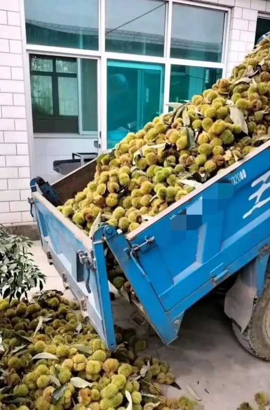 南方人肯定不认得，北方人知道这是啥吗？