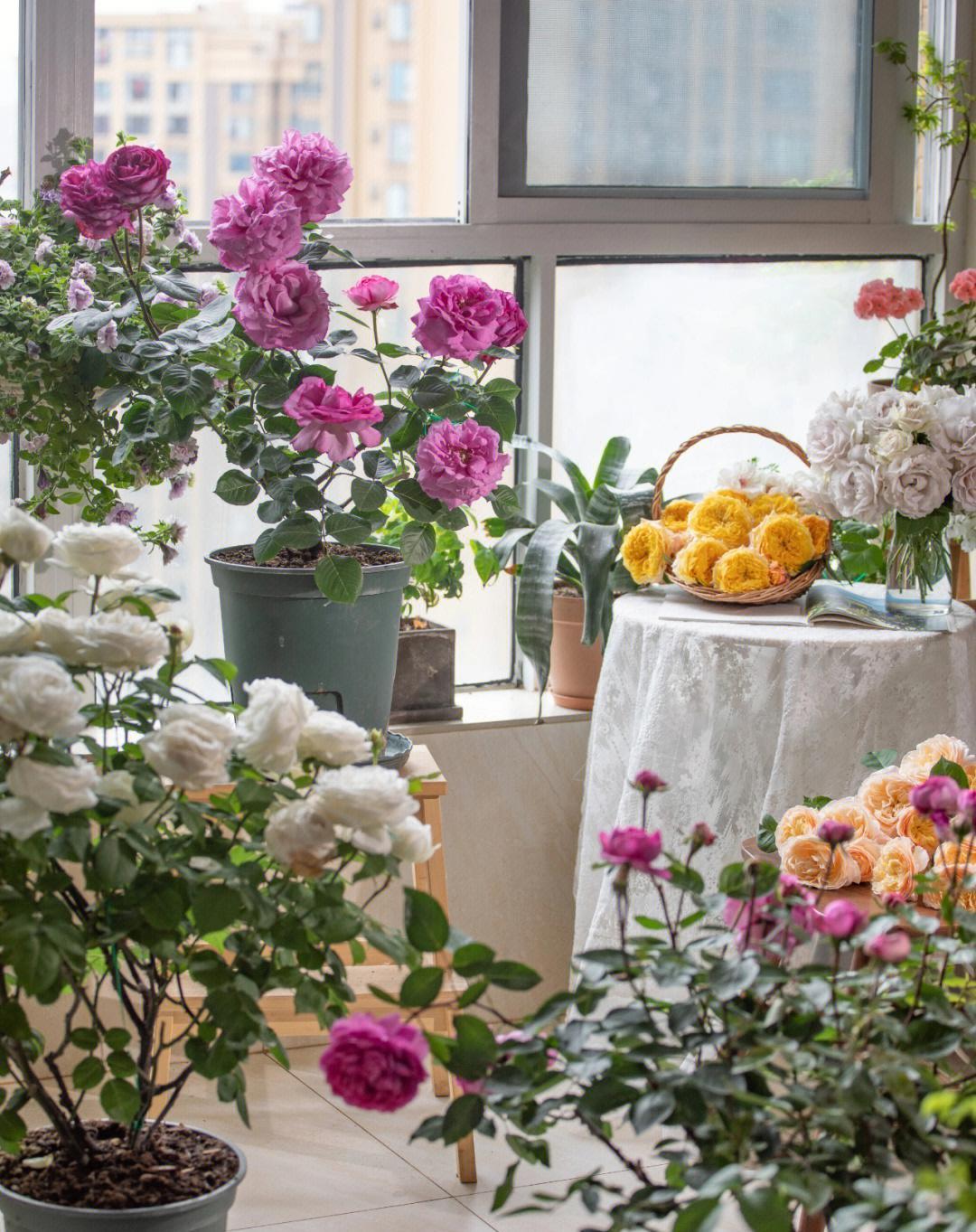 





刚买回来的月季小苗，做好这5点，一年能长到五加仑，并在来年开爆盆！
