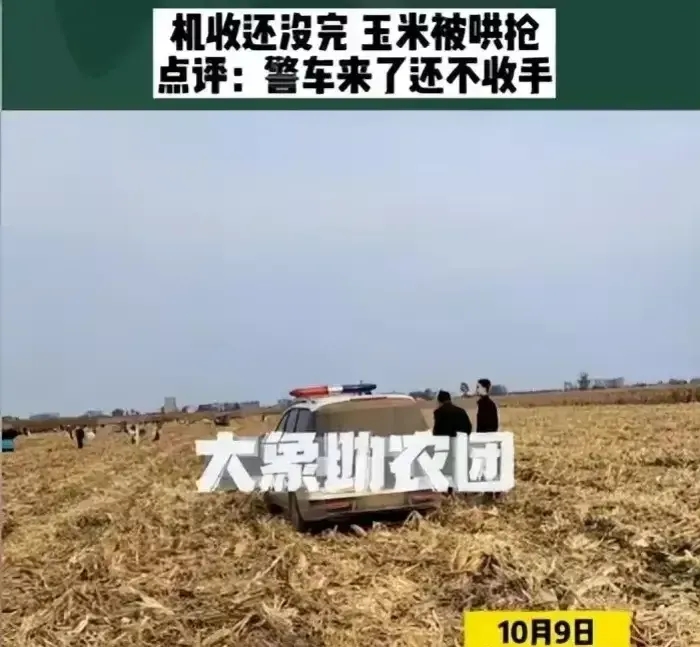 因小失大，河南周口村民这次是自断财路！
经历了这次500人抢玉米事件，承包人接下