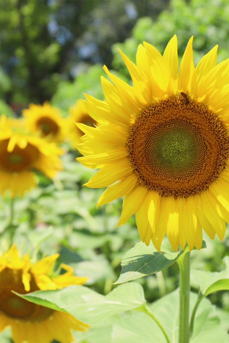 成都｜向日葵花海🌻这么拍📷