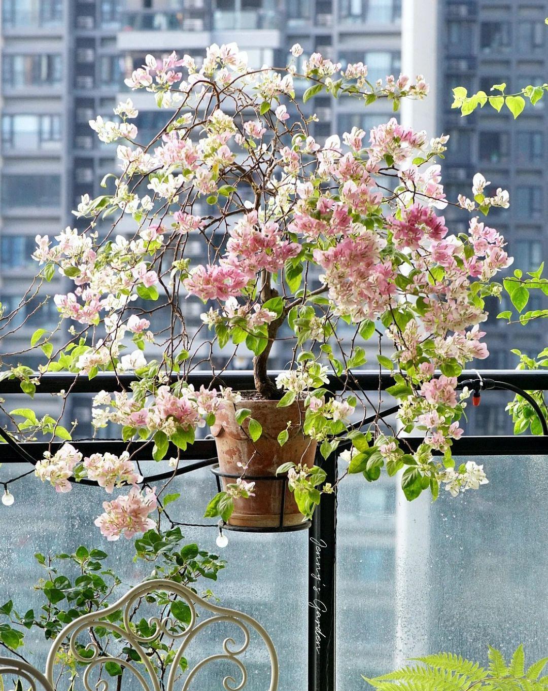 曾经的“梦中情株”
如今日日相伴
我都羡慕自己了
美的披头散发的广州红樱，你喜欢