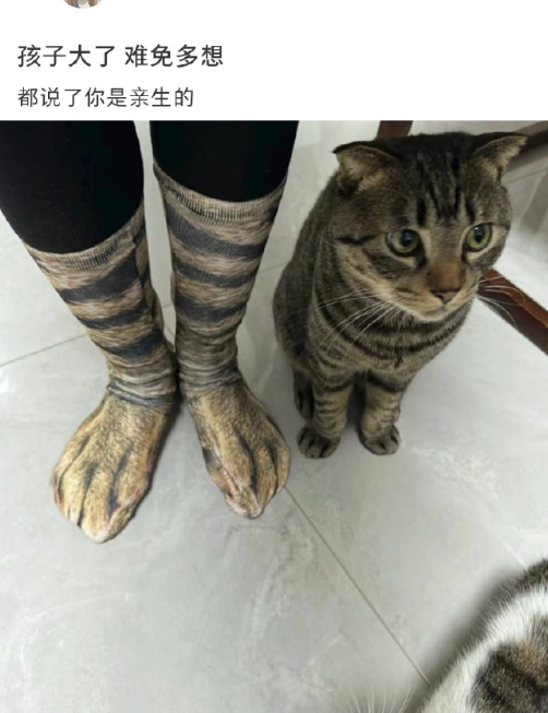 猫：原来你真是我亲生妈妈[喵喵] ​​​