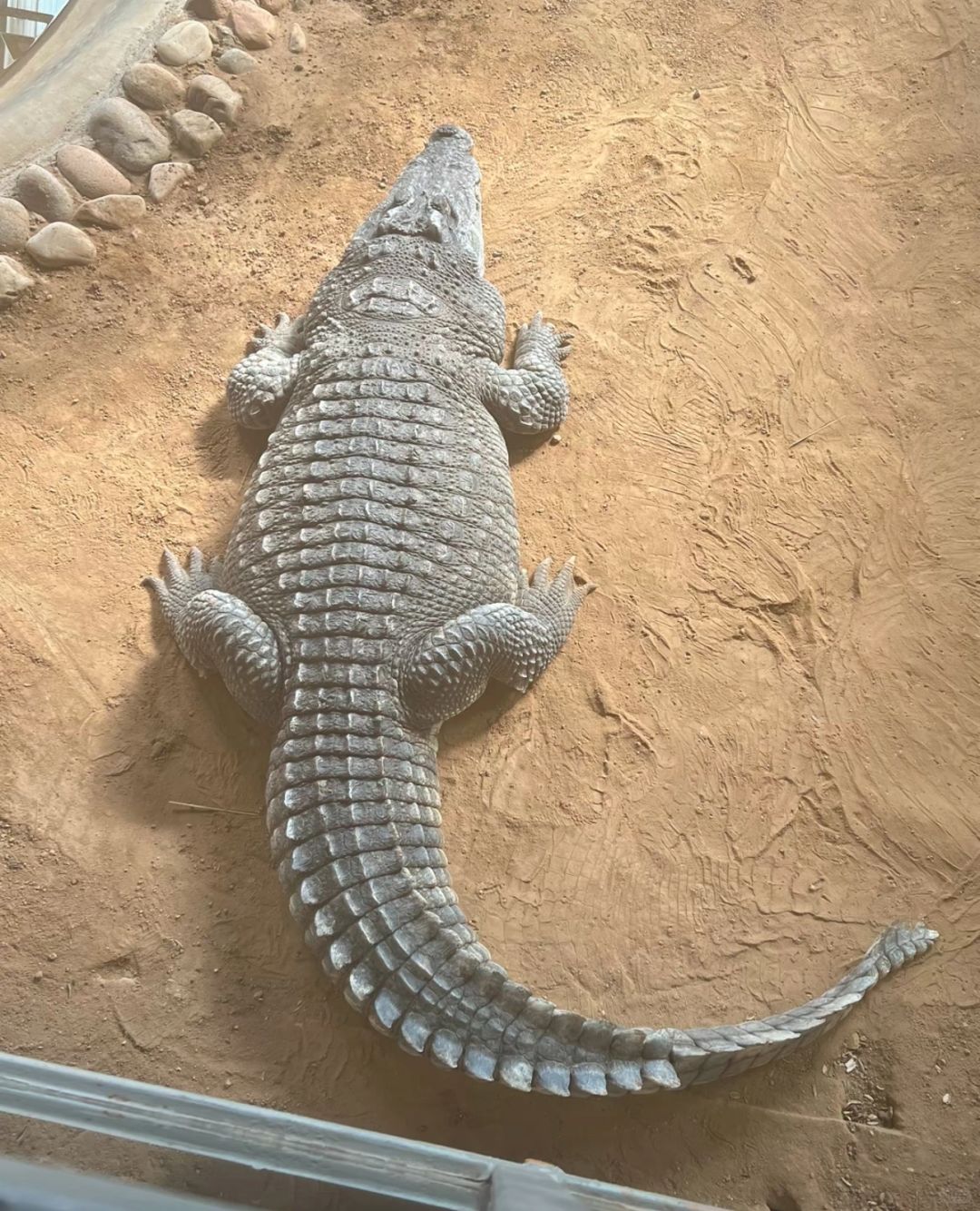 这动物园要笑死我，全都胖炸了…
每个都幸福且肥胖…从来没见过鬣狗都能胖成这样的…