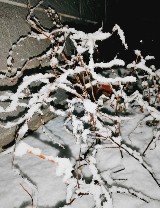 大雪纷飞，如帐笼盖苍生。亥时，已上榻入寝，念或为今冬最后一场大雪，遂穿戴整齐，外