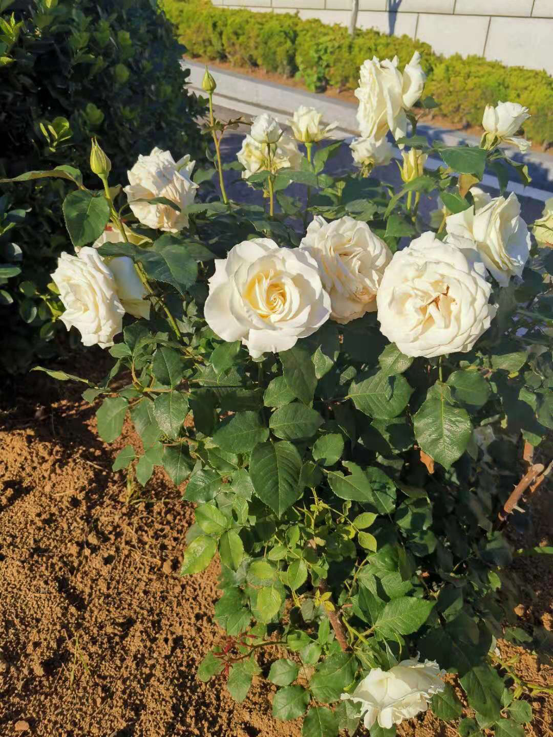 新手打药指南#杀菌剂农药#