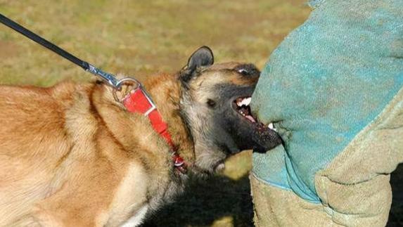 恶犬未牵绳咬死男童，狗主人叫嚣三万买命！听到判决却崩溃