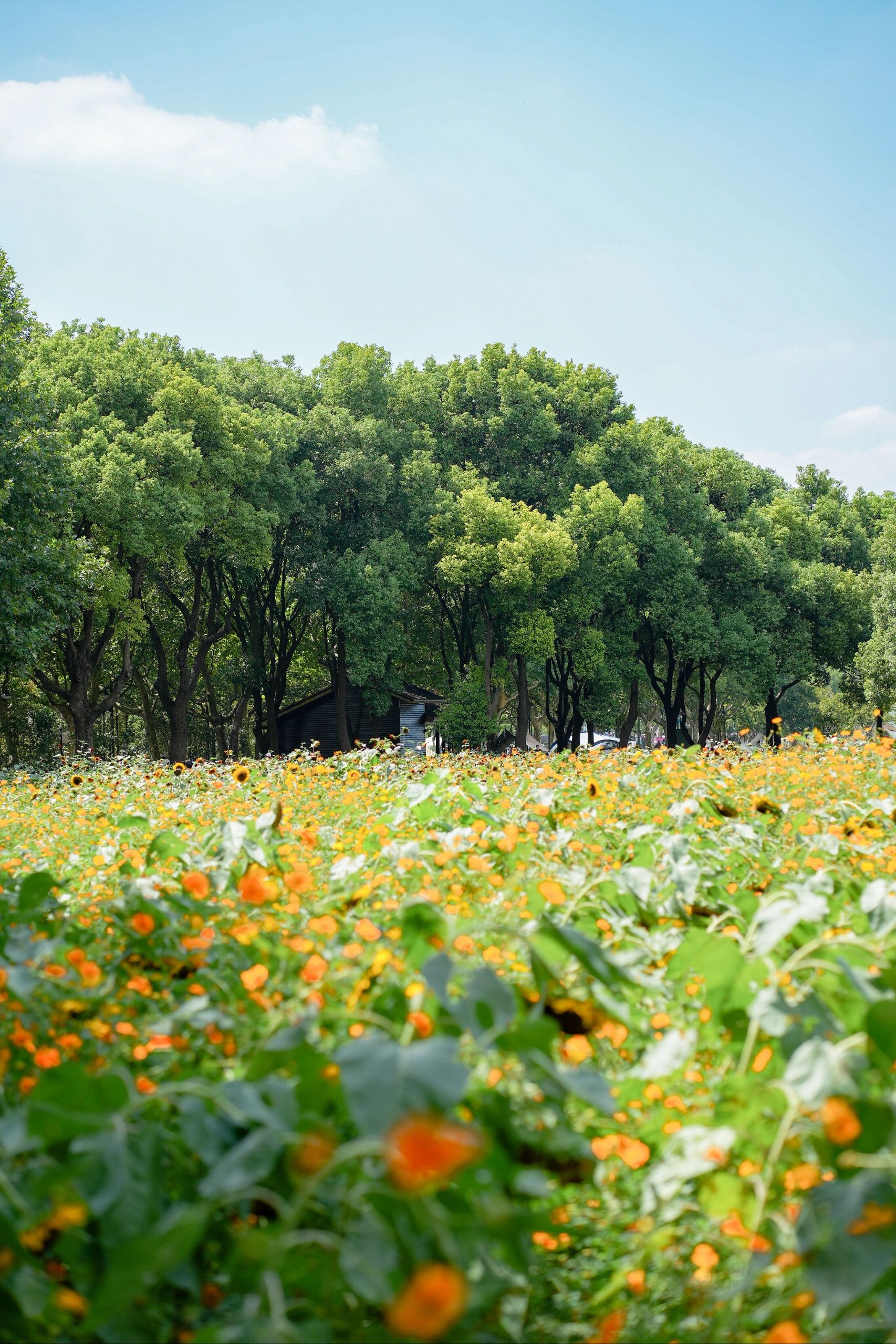 秋日童话金色花海🌻市中心向日葵盛开