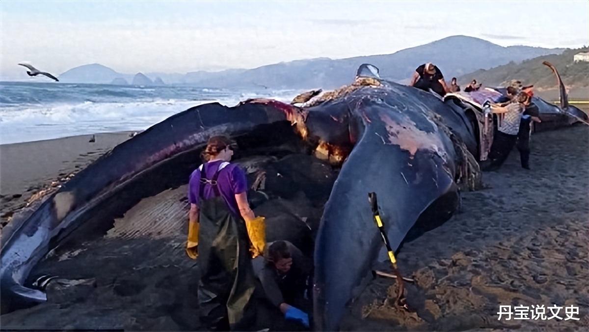 世界上最大的生命体是什么? 占地近9平方公里, 现在仍在疯狂生长