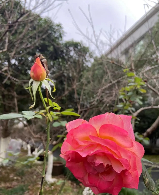 我的同学杨云打电话给我，说要来上海做保姆，我感觉很突然，她在老家县城是做会计的，