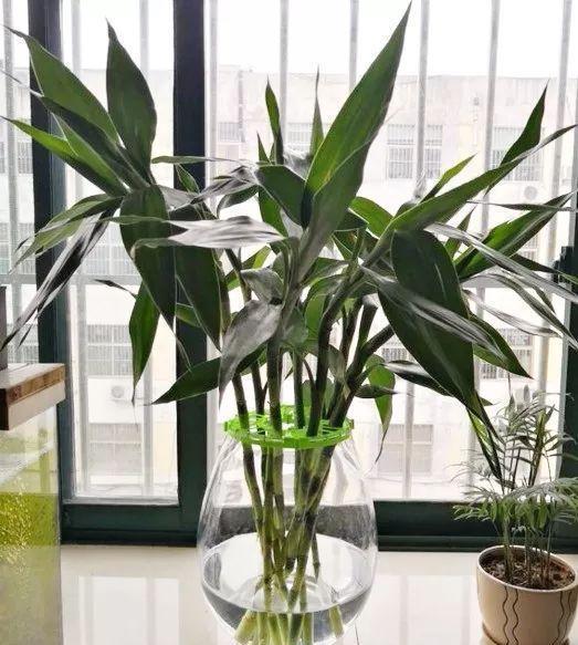 






富贵竹十分吉祥，适合养卧室富贵竹是一种观叶植物，叶片翠绿，株型如竹