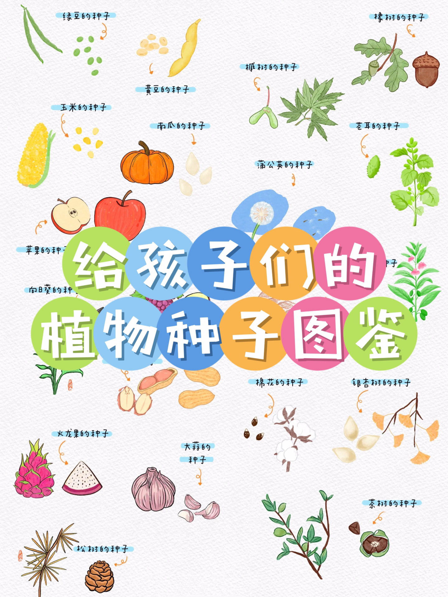 给孩子们的种子图鉴#各种蔬菜种子的样子#