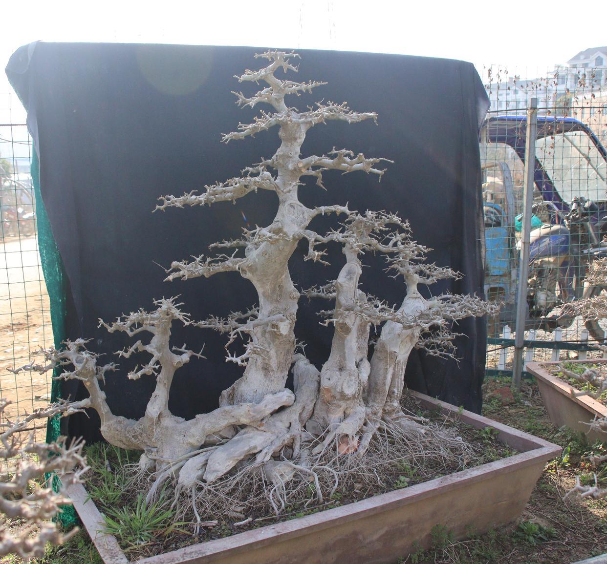 对节白蜡耐寒耐寒耐盐碱，耐修剪，易造型，被誉为“盆景之王”，既是世界景点、盆景、