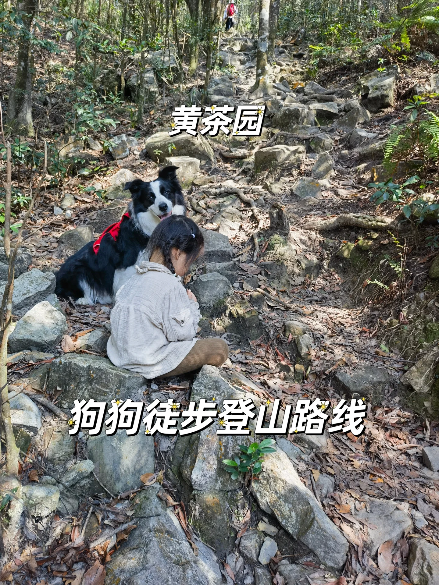 带狗狗爬山徒步登顶黄茶园