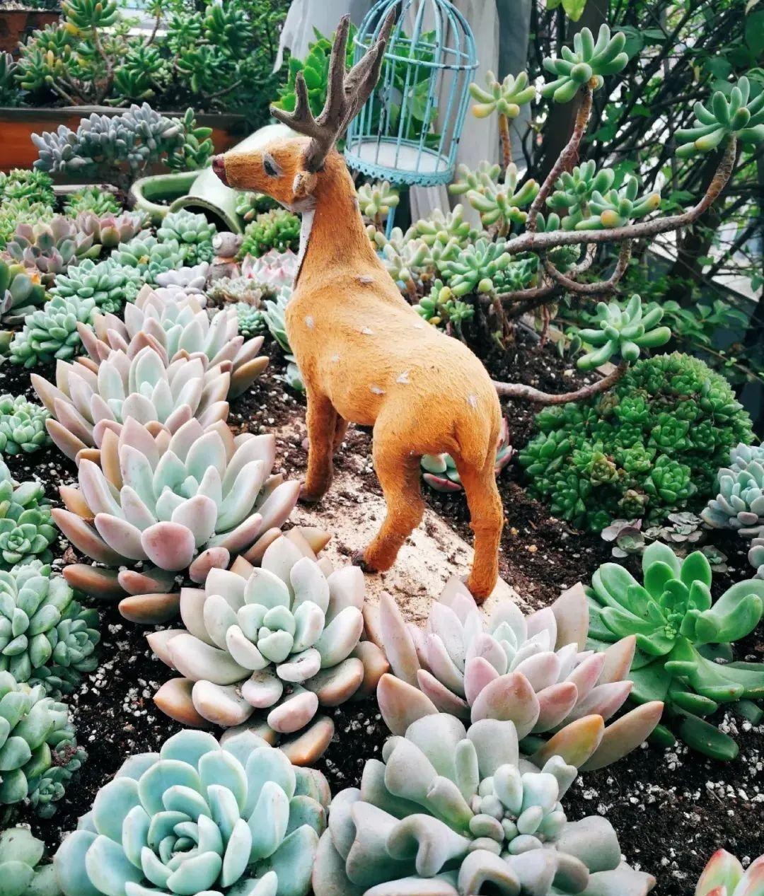 多肉植物是现今风靡于都市的
一个独特的植物品种，它外形呆萌，
叶肉多汁，形态各异