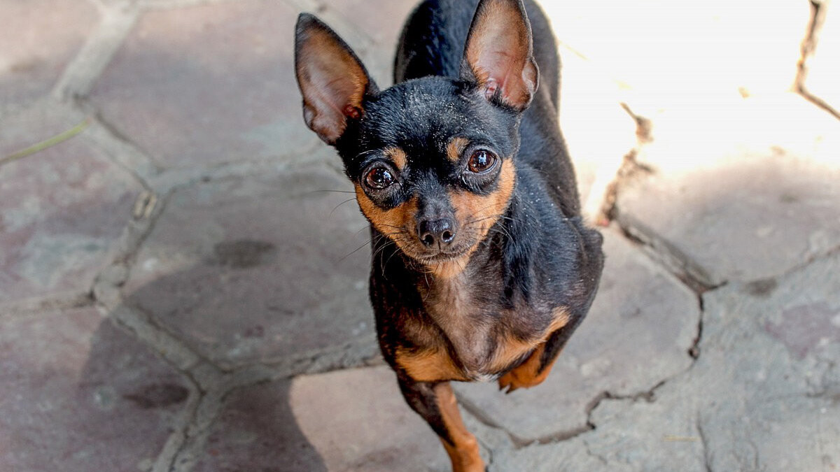 吉娃娃: 世界上最小的狗狗