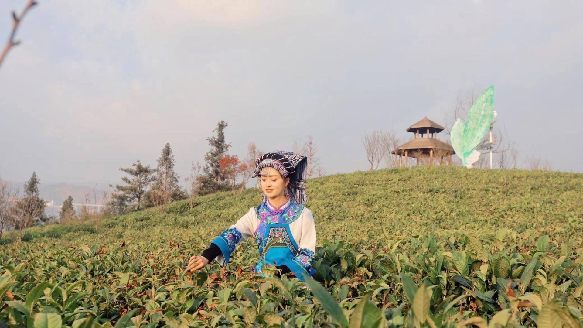 又挖到宝了！在黔西南普安县贵州绿茶第一采现场，如果不去太遗憾啦