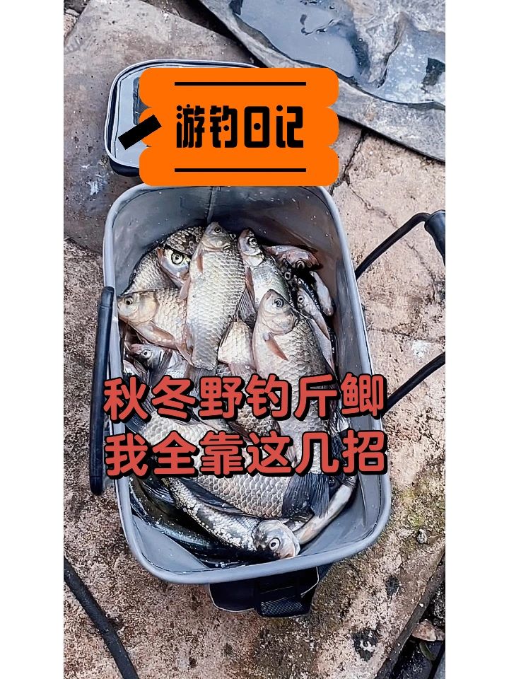 野钓斤鲫，我全靠这几招🐠🐠👌