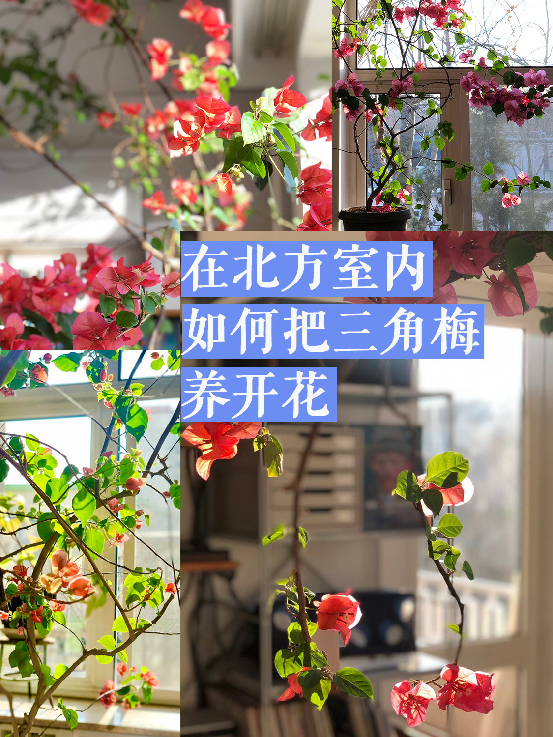 三角梅#三角梅的养殖方法和注意事项#