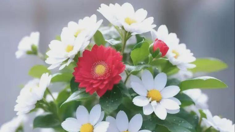 今日与你同淋雪，也算与你共白头