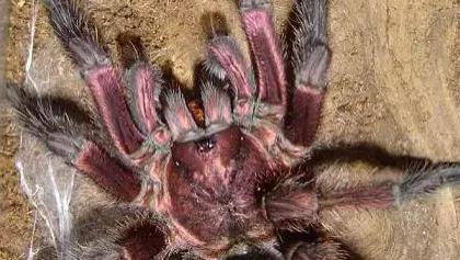 毛茸茸的宠物蜘蛛，机灵敏捷，你了解它的习性吗?