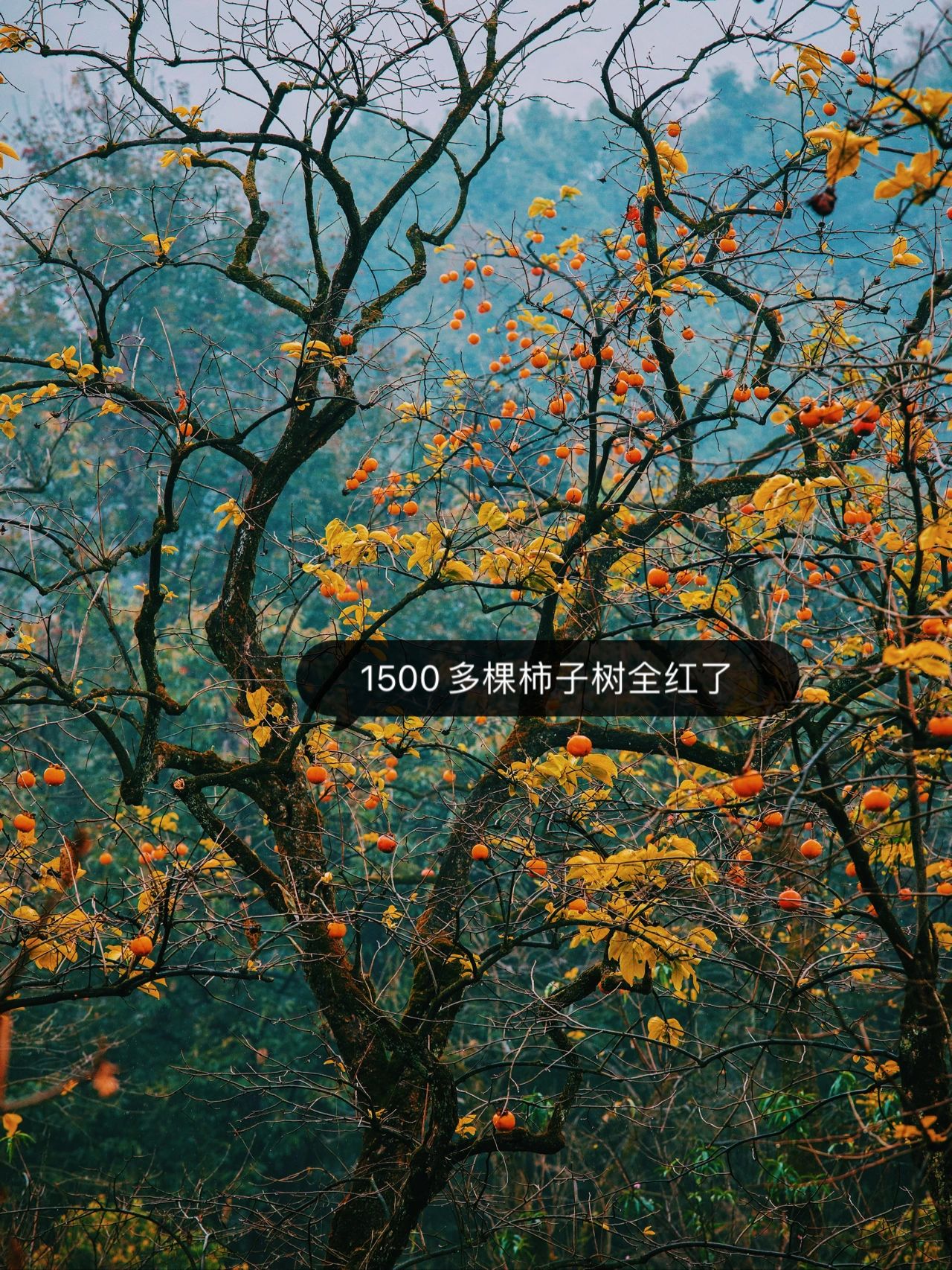 杭州秋天第一场露营竟然在百年柿子林