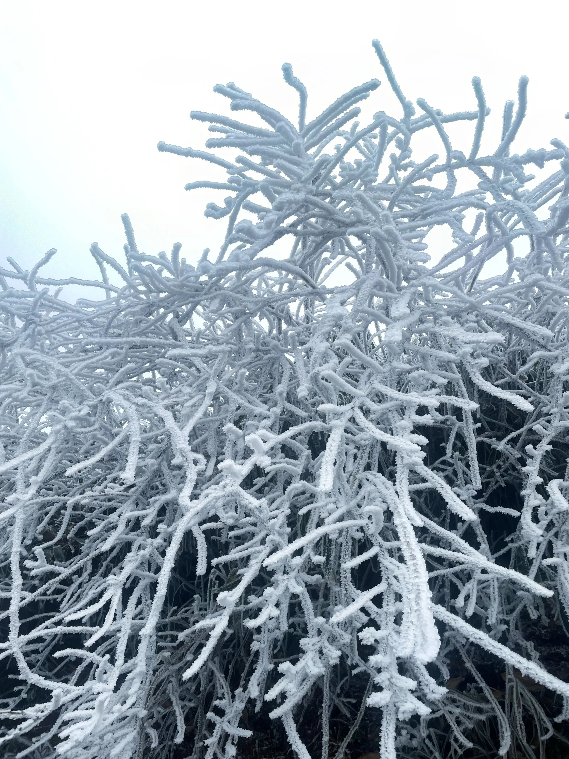 云冰山又要下雪啦，南方赏雪最佳地～