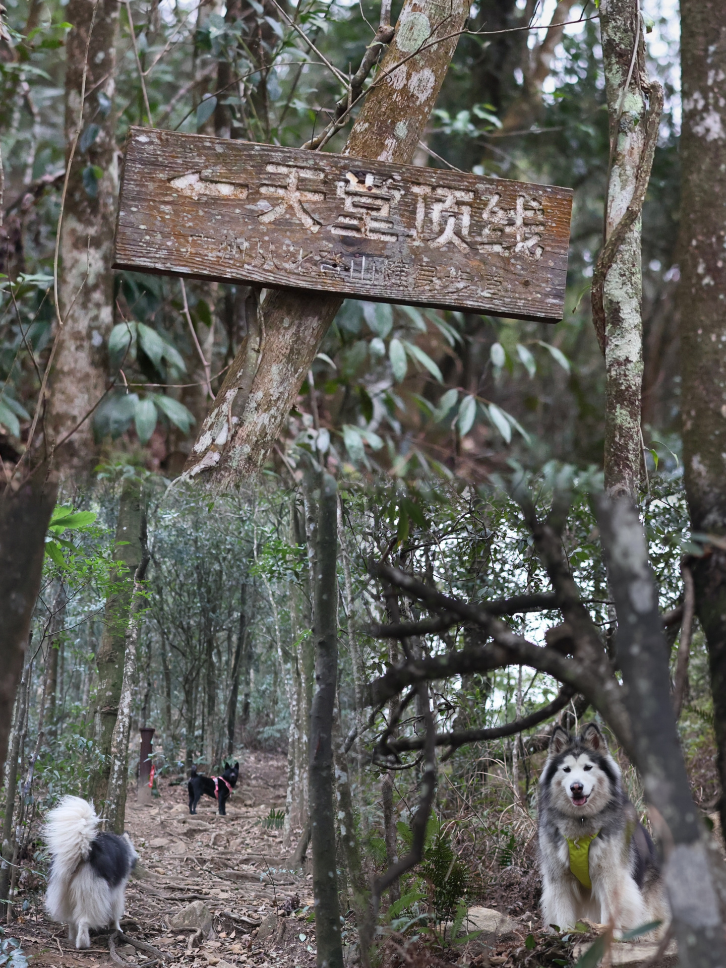带狗徒步 | 误打误撞走了天堂顶线 😅
