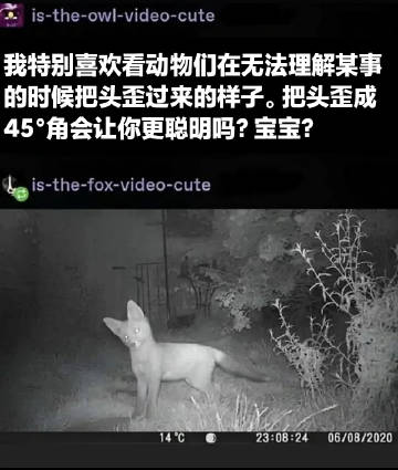 歪头帮助你思考吗？