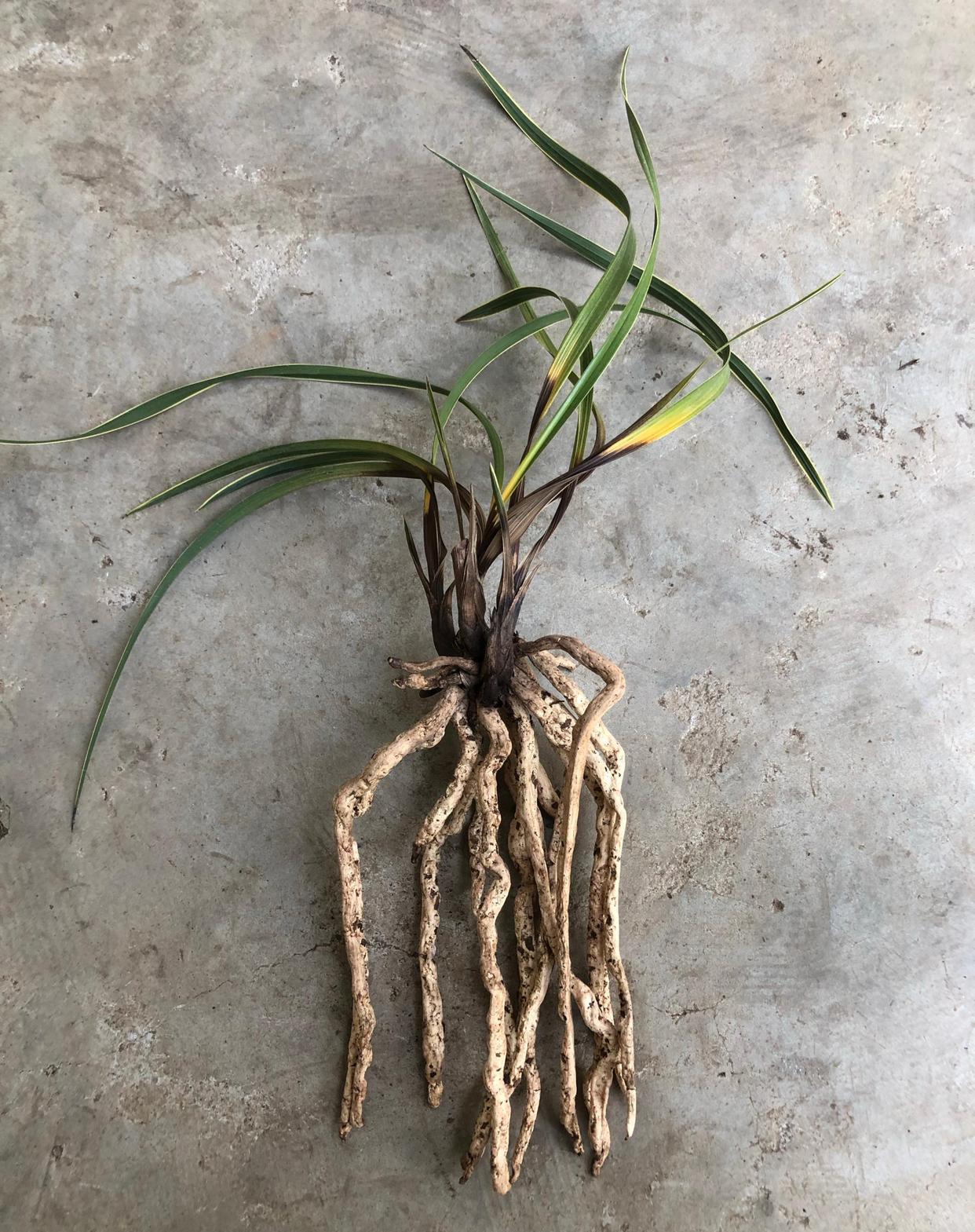 腐了一盆蕙兰的边草，茎腐病，可惜了
昨天晚上给园子里面的兰花浇水的时候，发现腐了