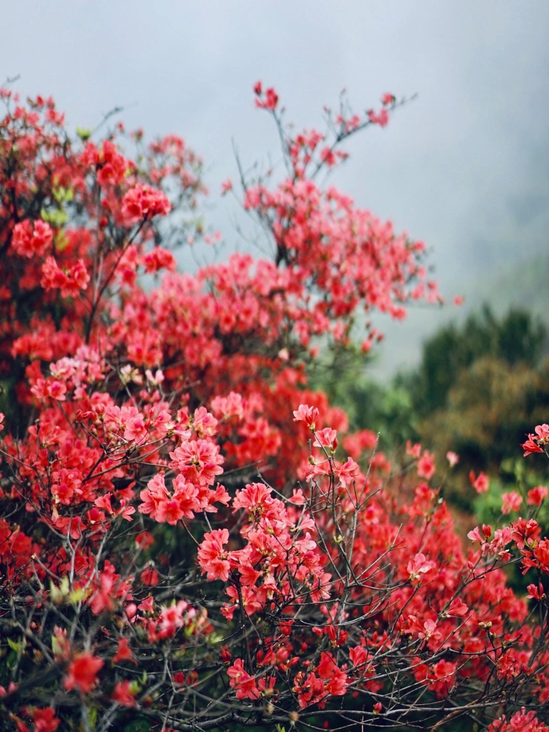 广州从化｜抓住杜鹃花的尾巴