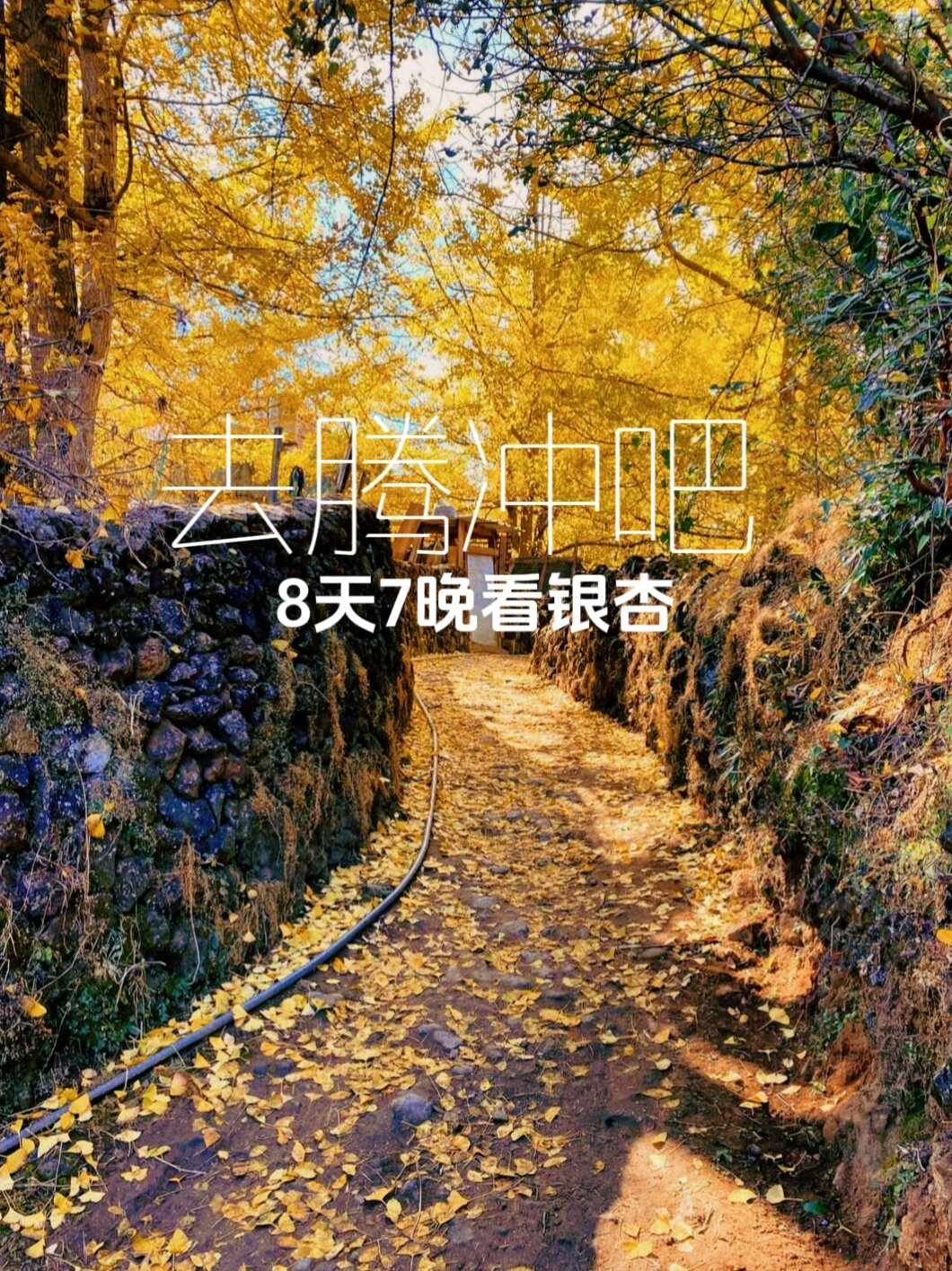 11🈷️我劝你来腾冲看银杏8天7晚线路