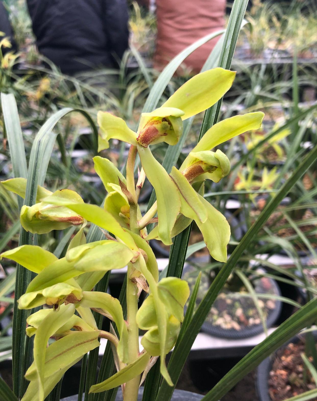 不一样的蕙兰，看你能不能看出不同之处
这盆兰花很有意思，蕙兰的新品种，大家可以先