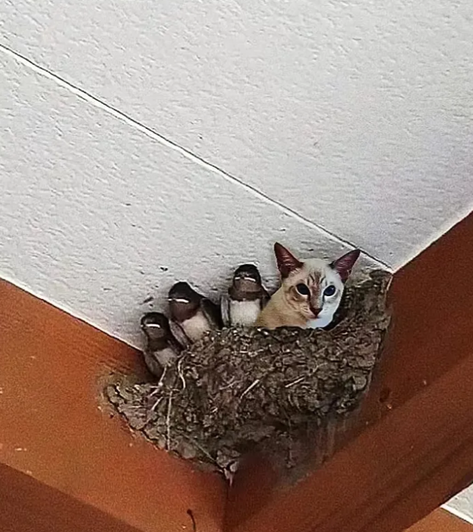 离了个大谱，早上起来，猫竟然丢了，门关的严严实实，到处找不到，老公回来，抬头一看