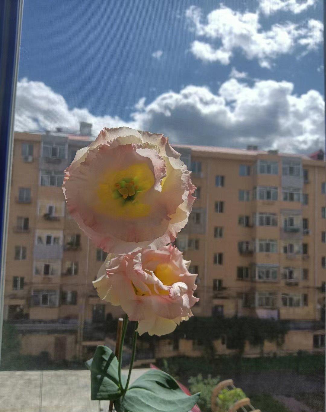 常开的不断的花卉，不带刺的玫瑰，超级好养护，
家庭阳台露养，花朵常开不断。
养护