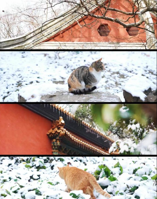突如其来的一场初雪，南京美成了一幅画卷。我听见雪落的声音。

虽然比不上北方大雪