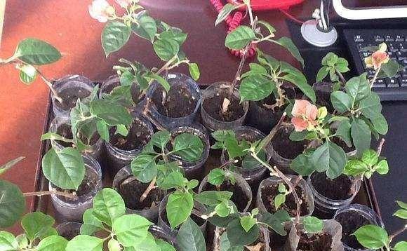 





大家都应该认识三角梅吧，它属于一种叶子花，每一朵“花”都是由三个花苞