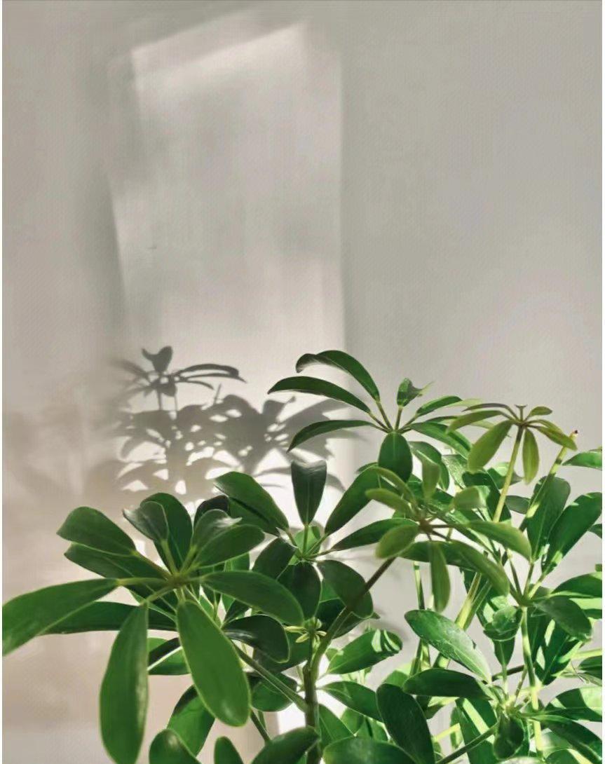 观叶植物-鹅掌藤-伞树
别看鹅掌藤的拉丁名Schefflera很难读，这种植物却