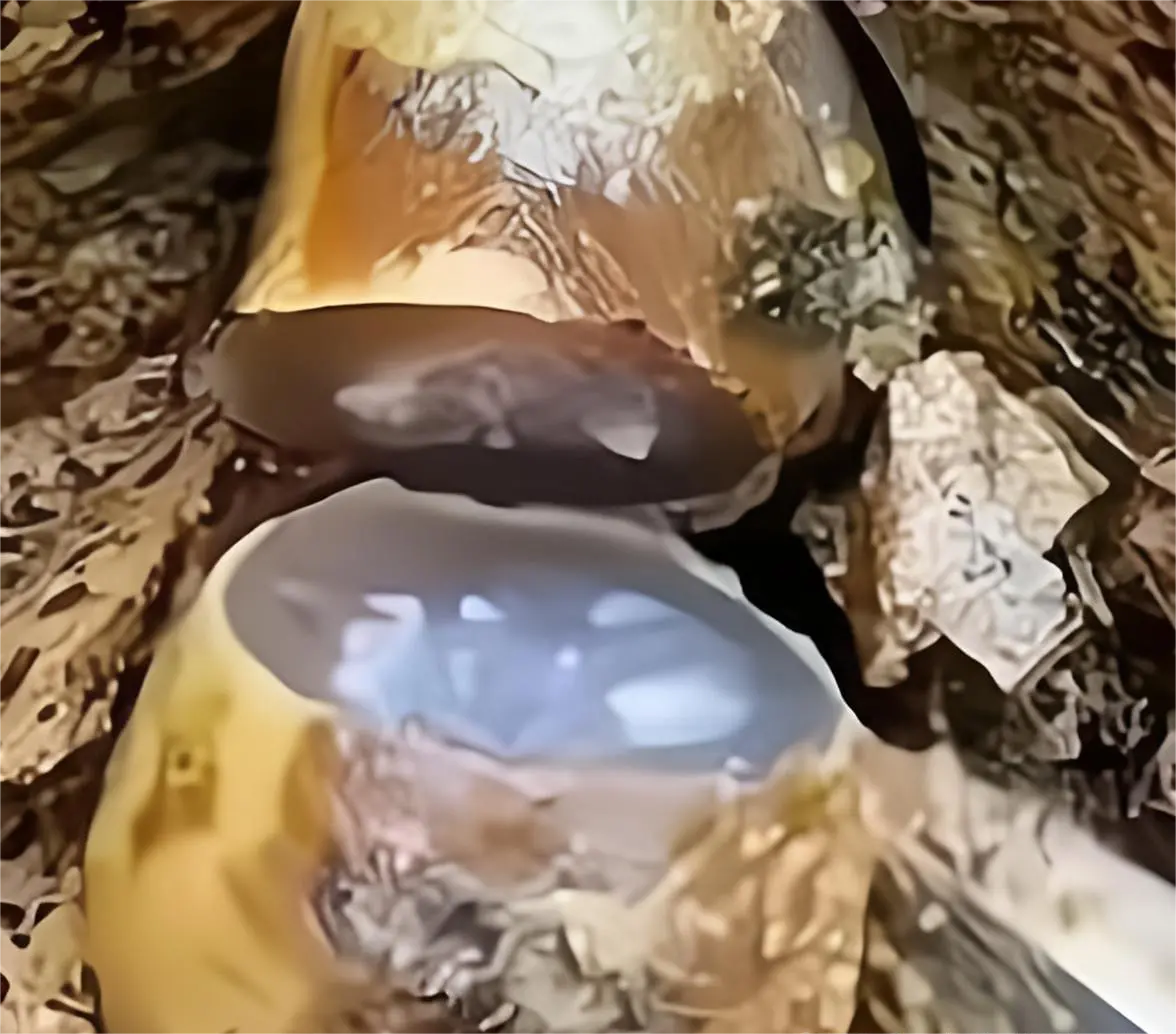 太可惜了，居然挖断了。