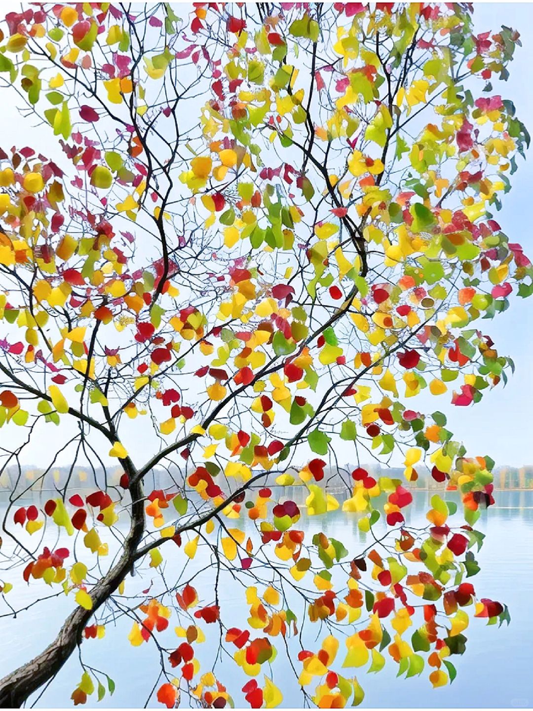 在一棵树上看到了四季的颜色
乌桕树‖我愿称它为秋天的绝色！