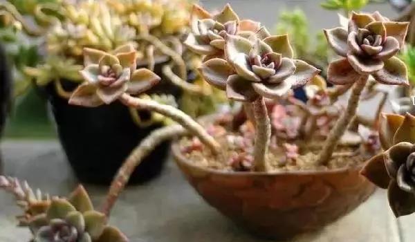 





多肉“亚健康”的表现，看看你家多肉有没有

我们平常在养护多肉的过程