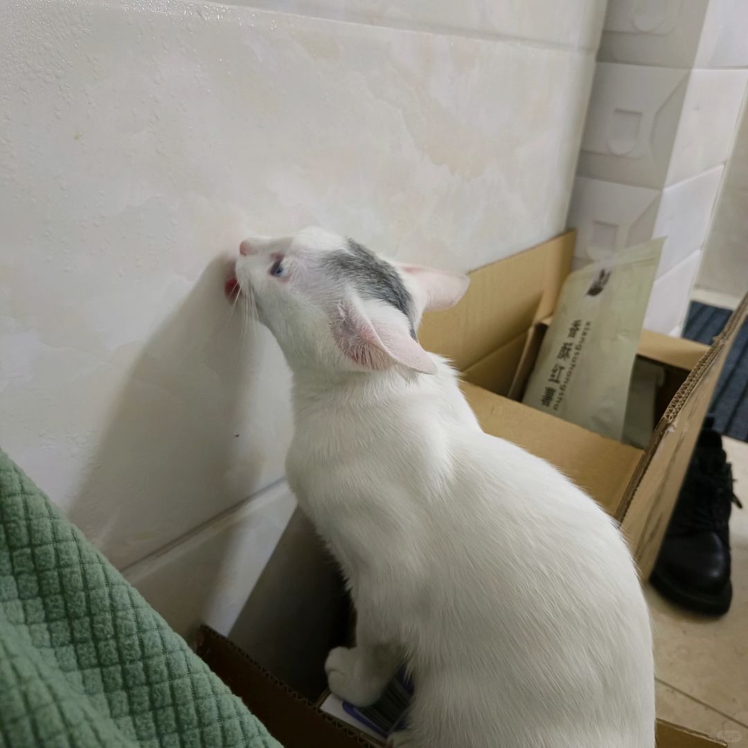 回南天，猫咪舔墙上的水
怎么这么多人看那我再补张图：回南天猫抓板太软，被猫坐烂了