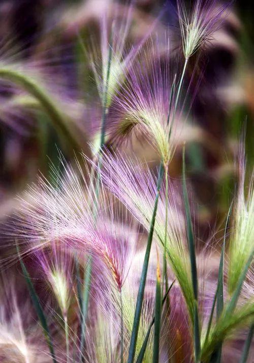 草的名字，花的容颜，开眼界了！
毛茸茸的好可爱
像披着一层光环
好特别的颜色
紫