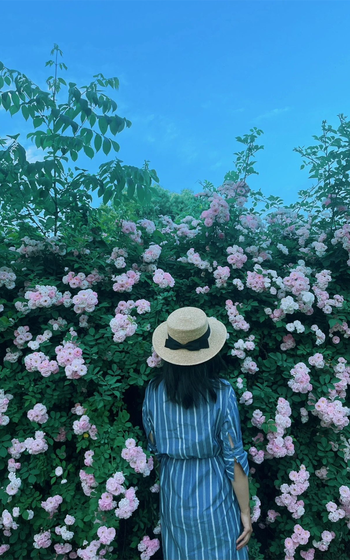 南京旅游看花攻略✅木香花蔷薇花附地图
