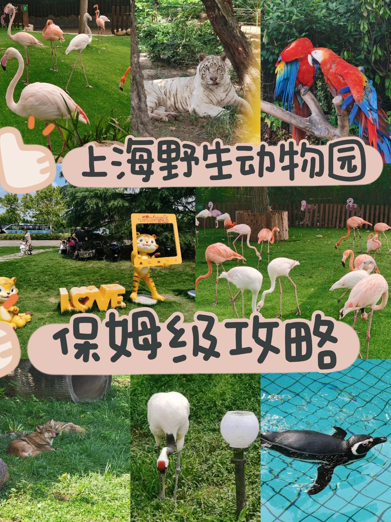 省钱指南｜上海野生动物园，保姆级攻略