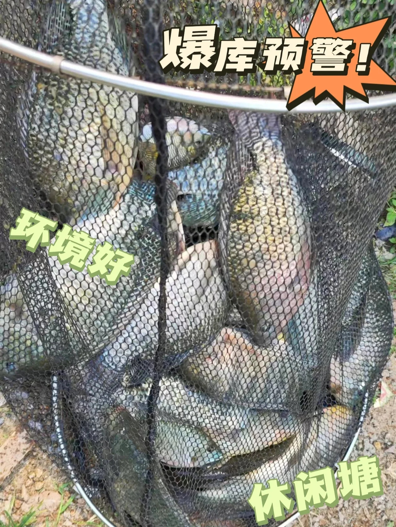 ㊙️东莞小众钓鱼点推荐，下饵就有口！