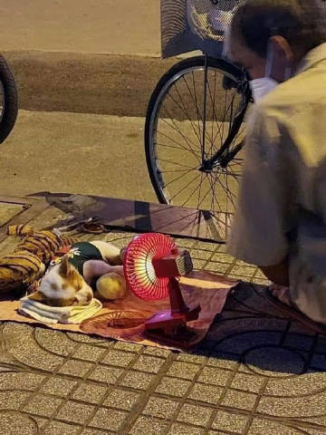 他是流浪汉，他的狗不是流浪狗 ​​​