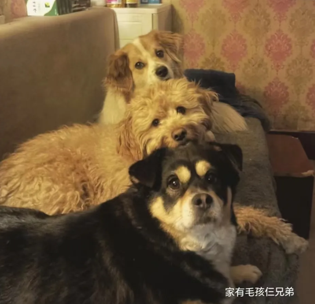 人与动物要和谐相处。
爱狗养狗没有错，错在狗主人没有将狗狗调教好管理好，尤其是在