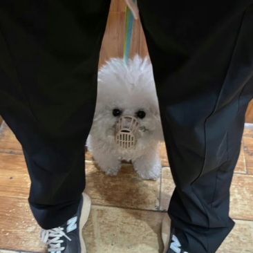 当代人养狗现状，一点都不敢放轻松